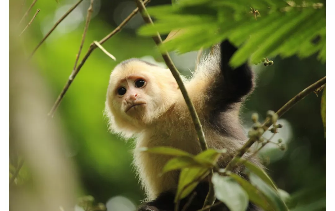 Puerto Limon, costa-rica