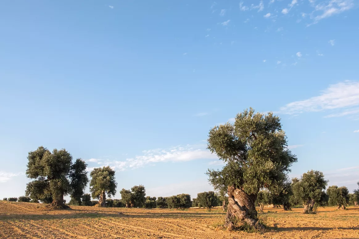 A Shore-to-Table Journey in Brindisi and Bari